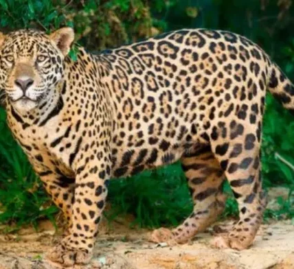 Declaran área natural protegida a la región Jaguar, en Tulum, Quintana Roo