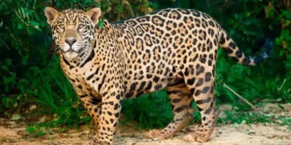 Declaran área natural protegida a la región Jaguar, en Tulum, Quintana Roo