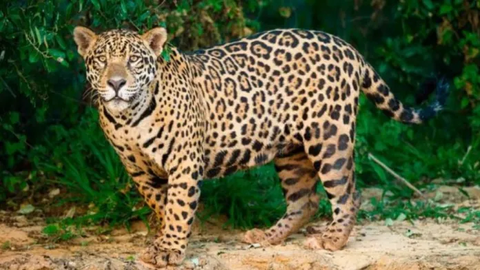 Declaran área natural protegida a la región Jaguar, en Tulum, Quintana Roo