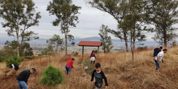 Por Festival de la Resistencia que organiza la FEU, plantan 180 árboles en el Cerro de la Reina en Tonalá