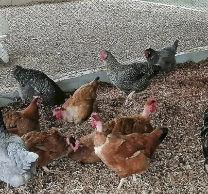 Entregan gallinas ponedoras a familias de Cancún como ayuda ante la inflación