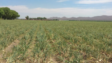 Llegaron a Zacatecas 2 mil 680 toneladas de fertilizantes