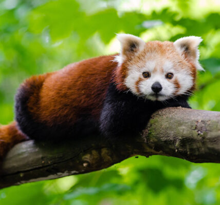 Día Internacional del Panda Rojo 2022