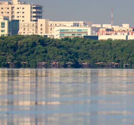 VIAJEROS ROSA: Reportan avistamiento de flamencos en sistema lagunar Nichupté de Cancún