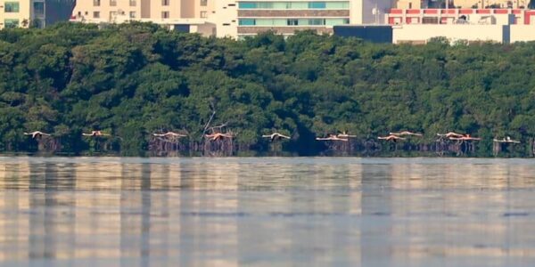 VIAJEROS ROSA: Reportan avistamiento de flamencos en sistema lagunar Nichupté de Cancún