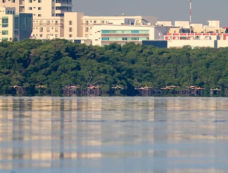 VIAJEROS ROSA: Reportan avistamiento de flamencos en sistema lagunar Nichupté de Cancún