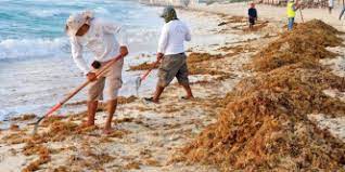 Prevén récord histórico de arribo de sargazo en playas de Quintana Roo