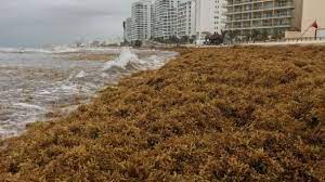 ¿Sargazo? ¿Dónde? Quintana Roo recibe Semana Santa con playas ‘limpias’