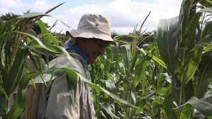 Campesinos de Quintana Roo se encuentran en abandono