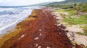 ¿'Nieve’ en el Caribe? Decomisan droga oculta entre el sargazo en playa de Quintana Roo