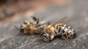 Fumigar es un peligro para las abejas en Quintana Roo