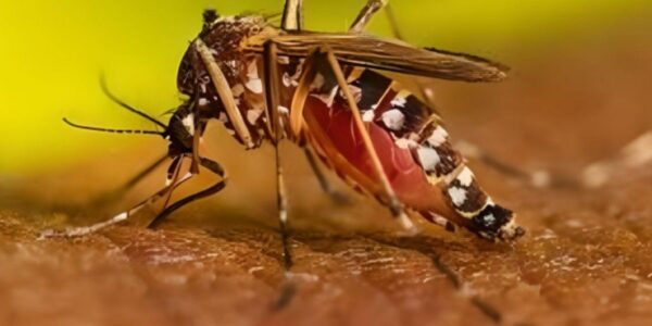 Quintana Roo mantiene el primer en lugar en casos de dengue