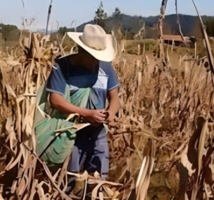 Se desploma la actividad agropecuaria en Quintana Roo