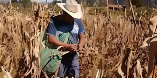 Se desploma la actividad agropecuaria en Quintana Roo